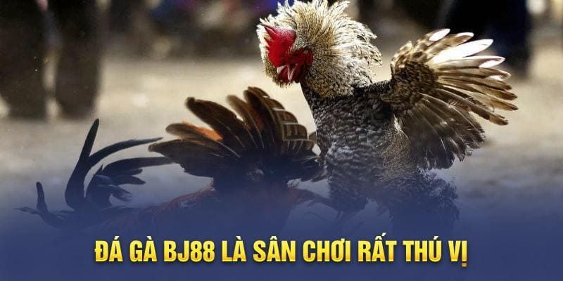 Đây là những điểm hấp dẫn của trò chơi đá gà Bj88